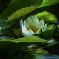 Белоснежная лилия :: Валентин Семчишин