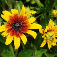 Рудбекия :: Рита Симонова