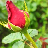 ,,, :: Сергей Тимоновский