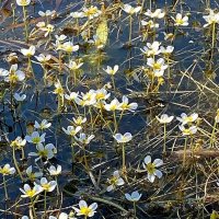 Лютик водный (Ranunculus aquatilis) :: Ольга Довженко