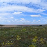 Природа Крыма :: Amazing Cosmea