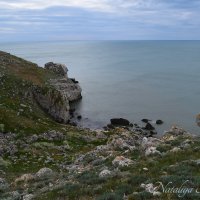 Природа Крыма :: Amazing Cosmea