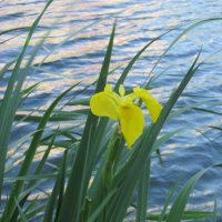 июнь :: Елена Шаламова