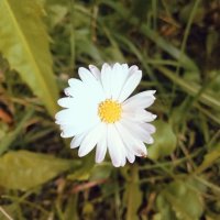 Природа :: Виктория Тукмакова Природа :: Виктория Тукмакова