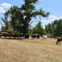 В степи. :: Виктор 