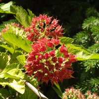 Пузыреплодник :: Freddy 97