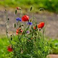 * :: Вадим * :: Вадим