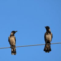 Вороны :: Аркадий Басович