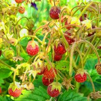 ... :: Наталья 