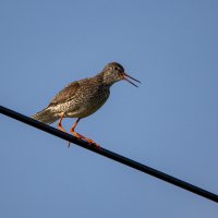 Травник :: Barguzin_45 Иваныч