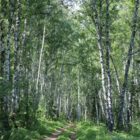 Лесная дорога. :: Александр Николаев Лесная дорога. :: Александр Николаев