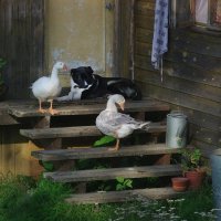 Бабушкины любимцы :: Олег Иванов