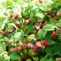 Малиновый звон :: Сергей Ц