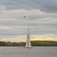 Серая цапля пролетает мимо Калязинской колокольни :: Дарья Меркулова