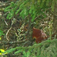 лесная белка :: gawrilа - dan