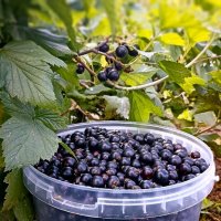 *** :: Светлана Кузнецова