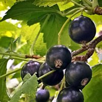 *** :: Светлана Кузнецова