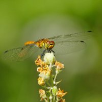 из вчерашней съёмки 1 :: Александр Прокудин