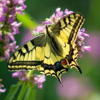 из вчерашней съёмки 5 :: Александр Прокудин