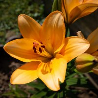 Лилия :: Александр Синдерёв