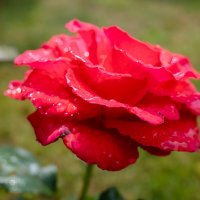 Алая роза макро :: Александр Синдерёв