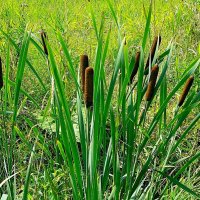 Рогоз. :: VasiLina *