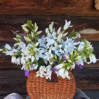 Букет с полевыми колокольчиками! :: Нина Андронова Букет с полевыми колокольчиками! :: Нина Андронова