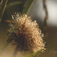 *** :: Елена Kазак (selena1965)