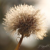 *** :: Елена Kазак (selena1965) *** :: Елена Kазак (selena1965)