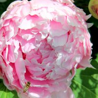 Природа :: жанна нечаева