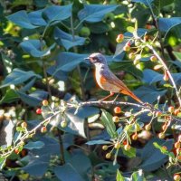 Самец горихвостки ) :: Елена Хайдукова  ( Elena Fly )