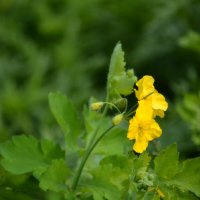 Чистотел :: ирина 