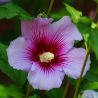 Гибискус :: Игорь Сикорский Гибискус :: Игорь Сикорский