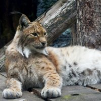 Московский Зоопарк. Рысь. :: Наташа ***** Московский Зоопарк. Рысь. :: Наташа *****