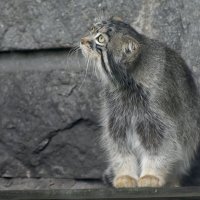 Московский Зоопарк. Манул. :: Наташа ***** Московский Зоопарк. Манул. :: Наташа *****