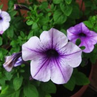 Нежная петуния :: Людмила Смородинская Нежная петуния :: Людмила Смородинская