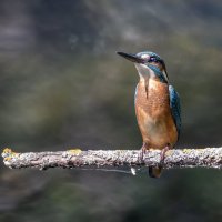 зимородок. :: юрий макаров