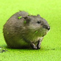 Ондатрёнок :: Лина 