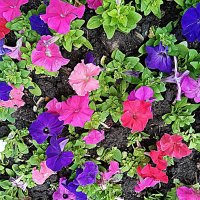 Цветы. :: Владимир Драгунский Цветы. :: Владимир Драгунский