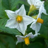 картоха... :: Андрей Катков