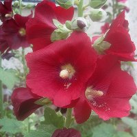 Мальвы :: Елена Семигина