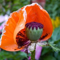 Солнечный капюшон :: Александр Ковальчук