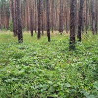 Воронеж :: Елена Шаламова