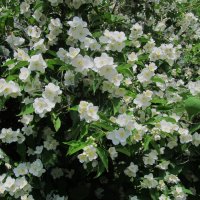 Ах. июнь ! :: Елена Шаламова