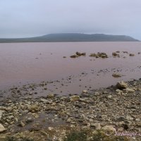 Природа Крыма :: Amazing Cosmea