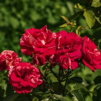 Лето, июль. :: Петр Беляков