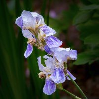 *** :: Aleksey Afonin