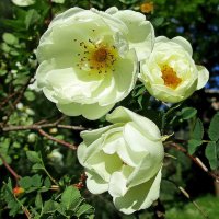 Шиповник белый махровый :: Ольга Довженко