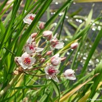 Про сусак зонтичный... :: Андрей Заломленков