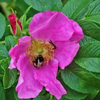 В тесноте да не в обиде :: Светлана 